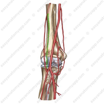 Median collateral artery (arteria collateralis media)